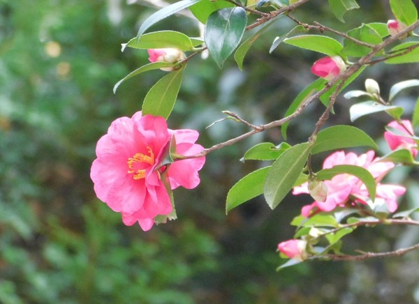 DSCN3226