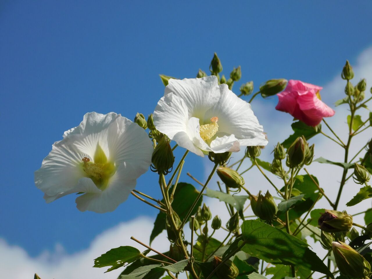 東洋の花と思いし酔芙蓉 優嵐歳時記 東洋の花と思いし酔芙蓉 優嵐歳時記