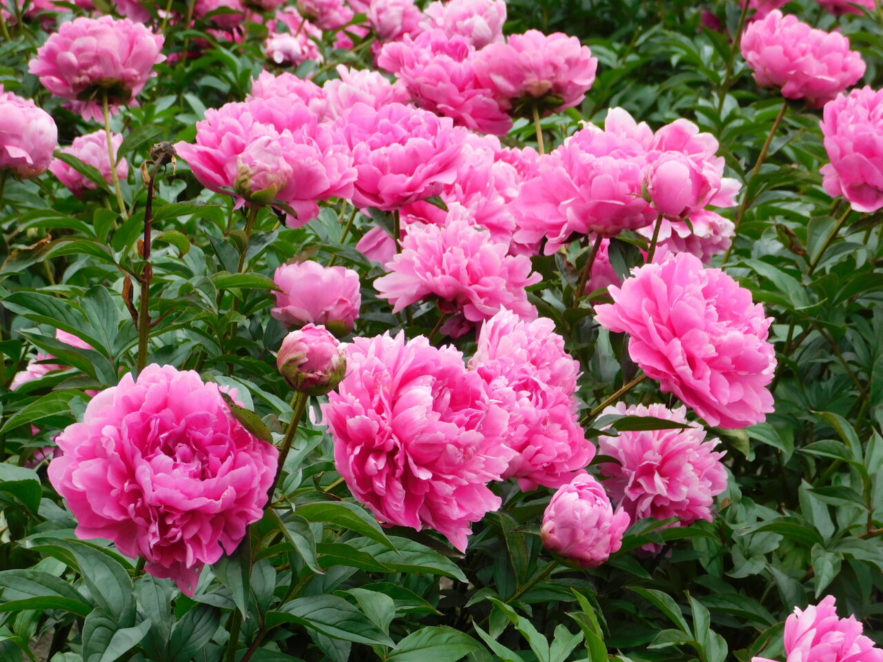 芍薬の切り花買い求めし男 優嵐歳時記 芍薬の切り花買い求めし男 優嵐歳時記
