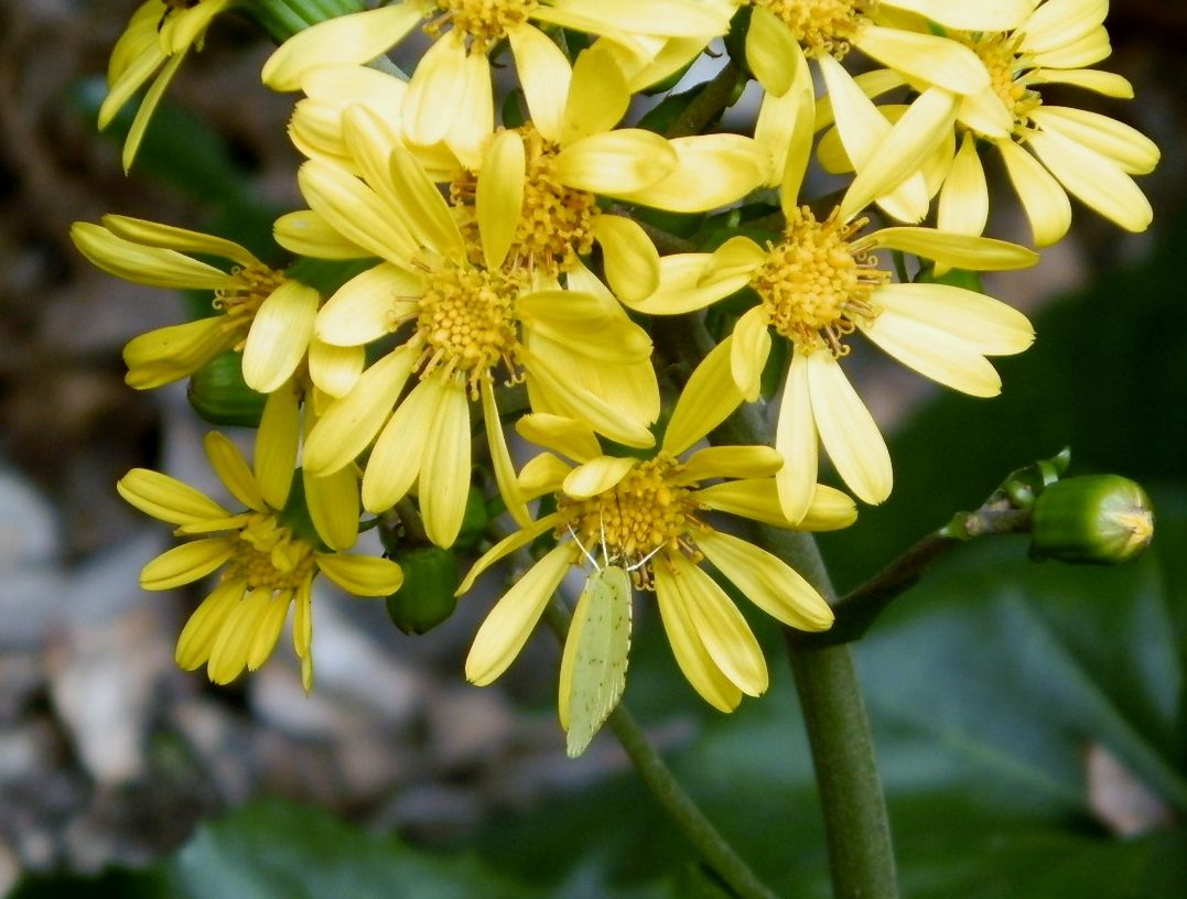 4047 石蕗の花黄色き蝶の来てとまる 優嵐歳時記 4047 石蕗の花黄色き蝶の来てとまる 優嵐歳時記