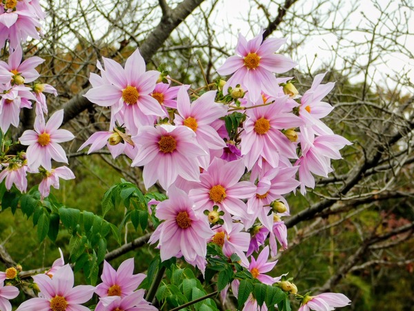 DSCN3277