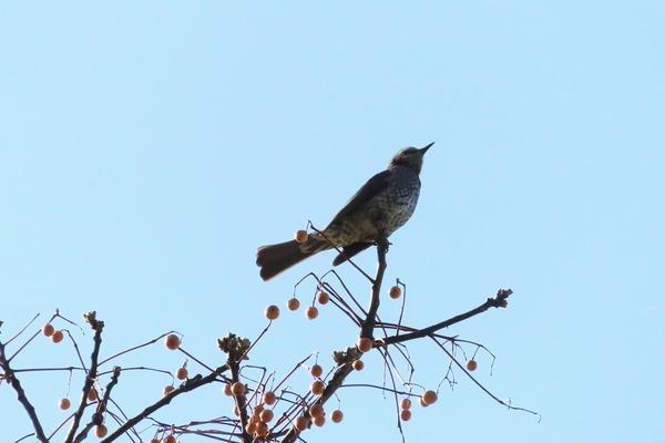 IMG_2551
