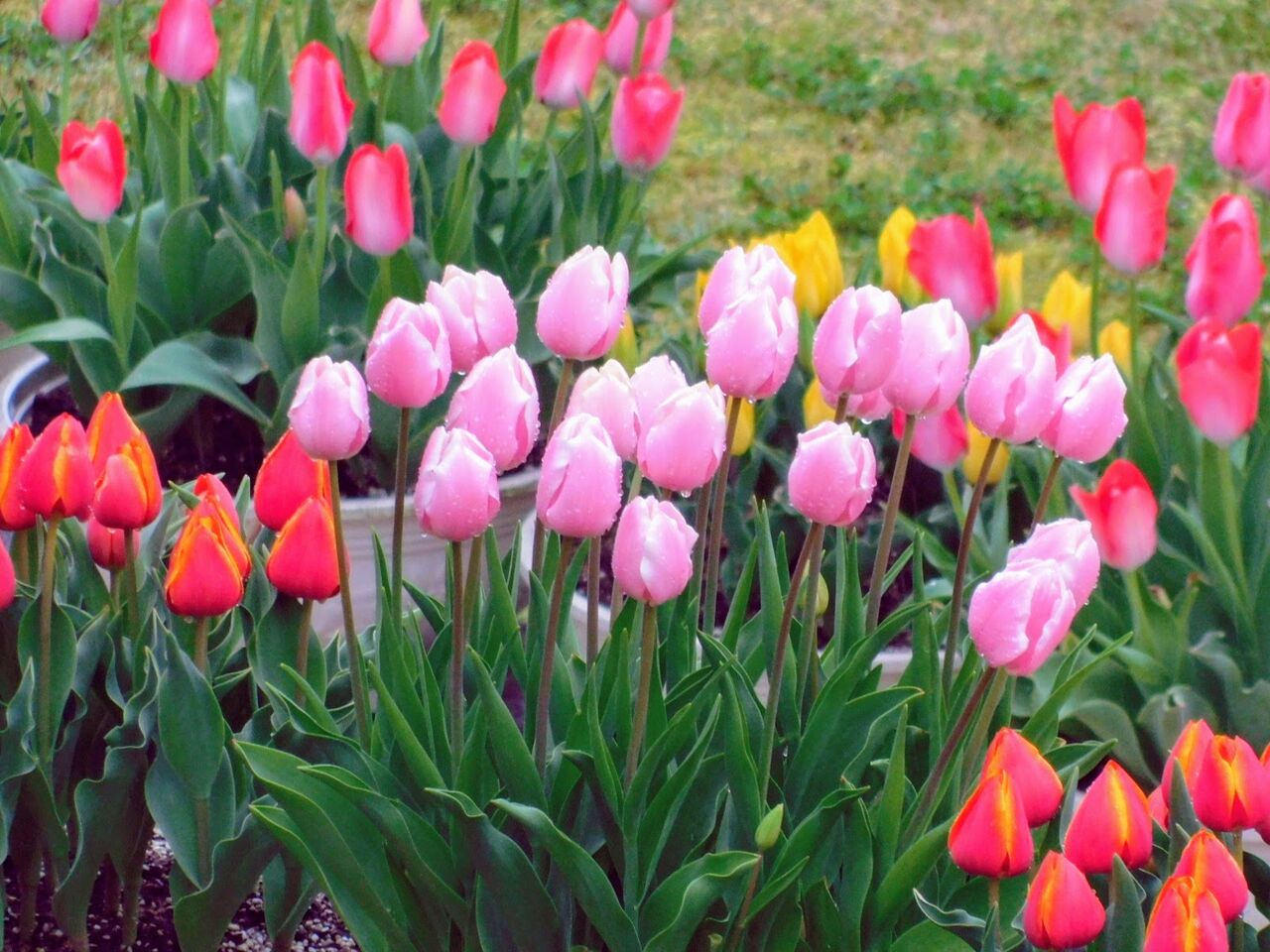 雨受けて並び咲くなりチューリップ 優嵐歳時記