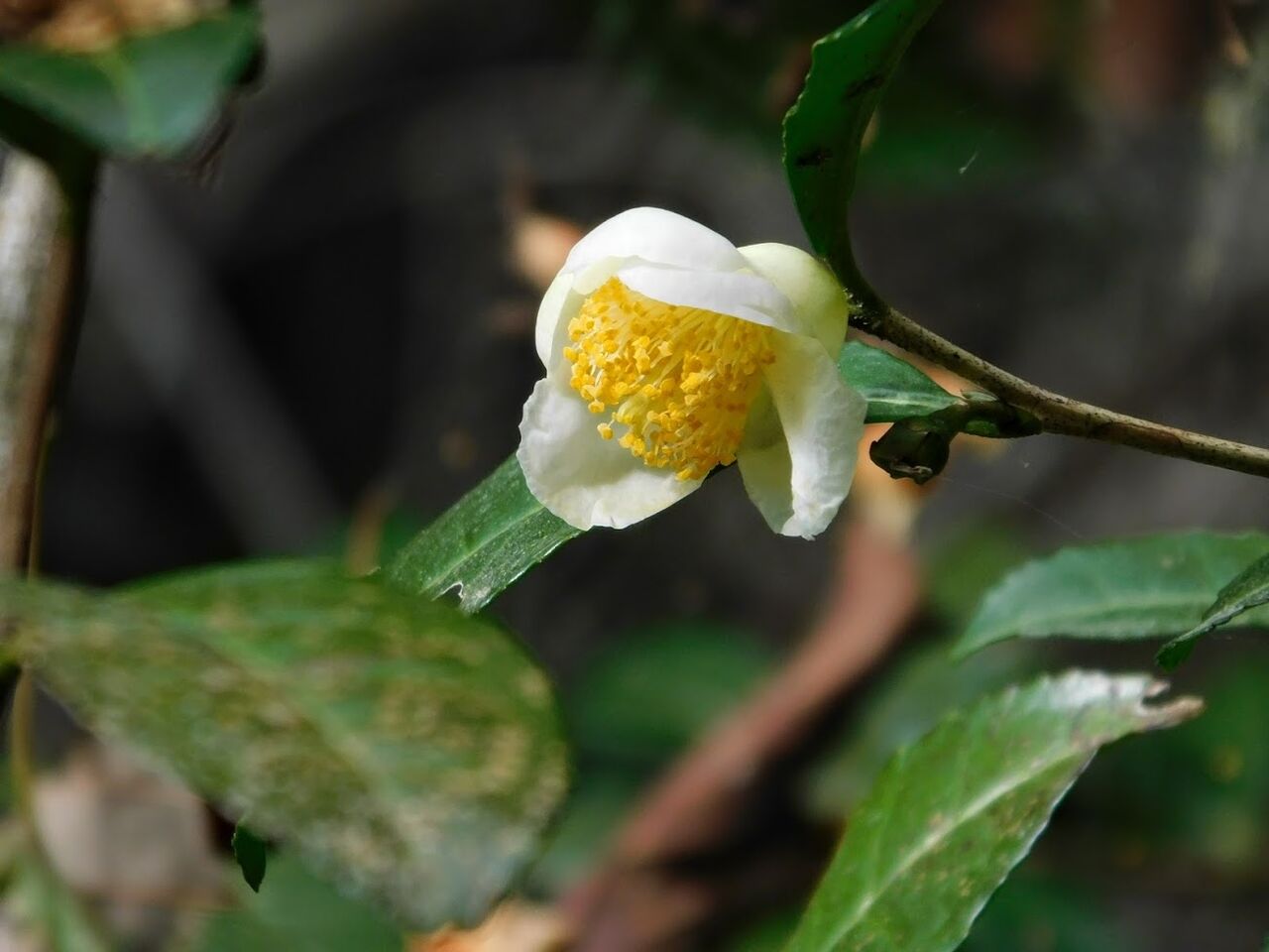 茶の花の次々咲いてよき日和 優嵐歳時記