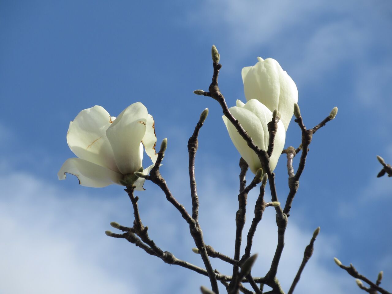 21年03月09日 優嵐歳時記 21年03月09日 優嵐歳時記