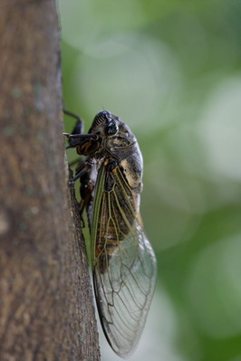 kuma_zemi-080726_02-Ds8-600V