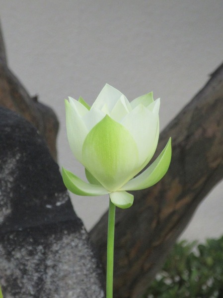 byakuren