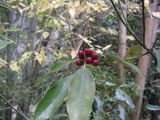PICT0718