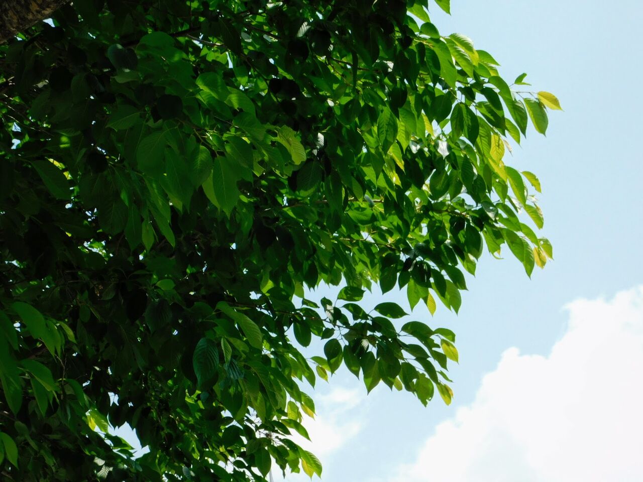 葉桜を大きく揺らす午後の風 優嵐歳時記