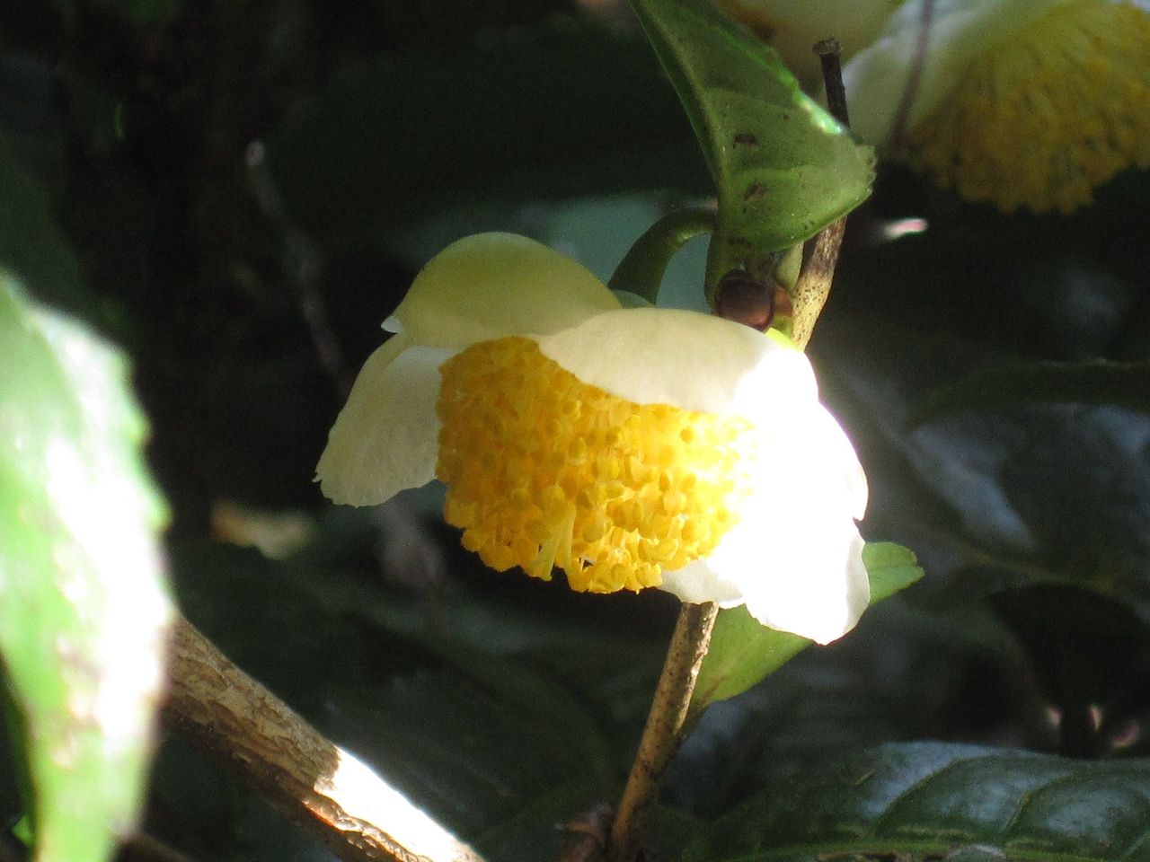 3401 茶の花の咲くや羽音に包まれて 優嵐歳時記