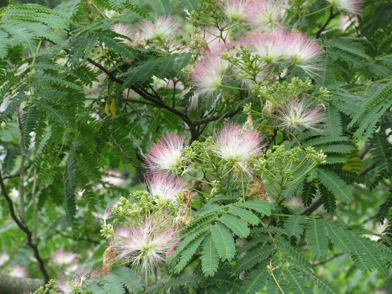 合歓の花低き峠を越えゆけば 優嵐歳時記