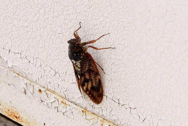 P7230807