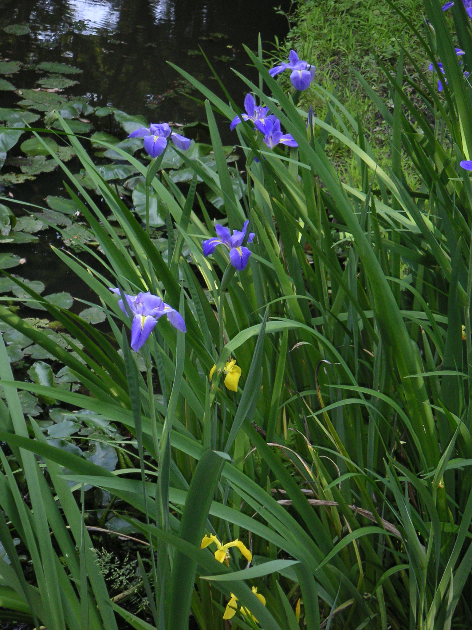 かきつばた 優嵐歳時記