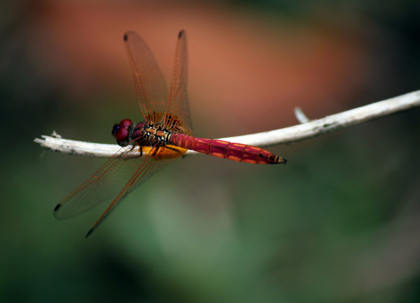 red-dragonfly-staying-at-stick