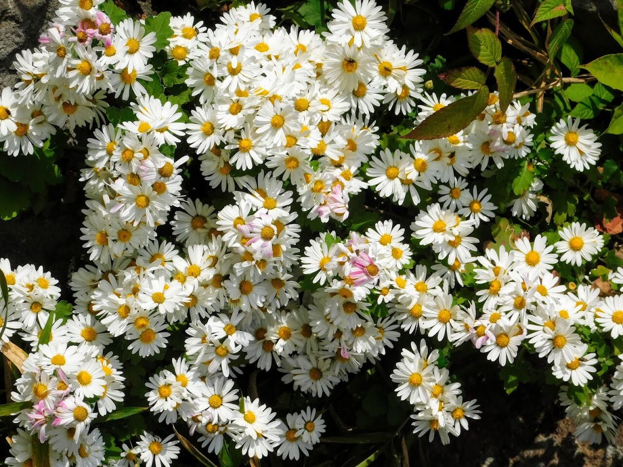 冬菊