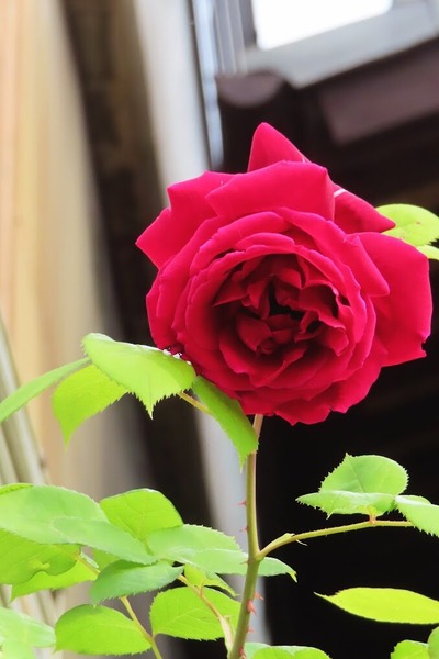 IMG_2613