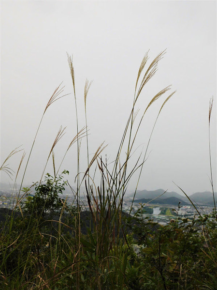 DSCN0007