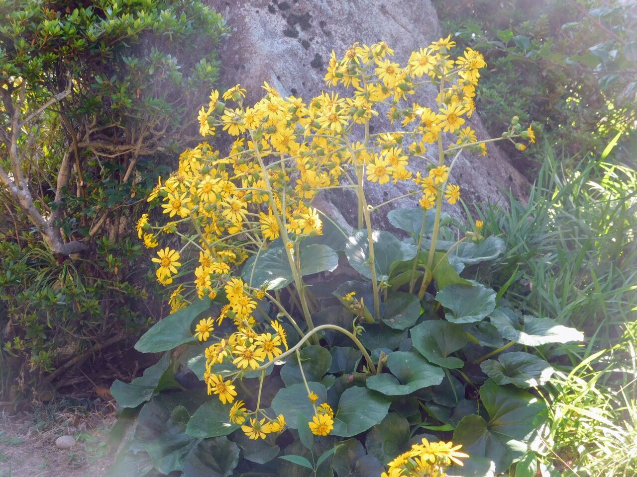 白壁が囲みし庭や石蕗の花 優嵐歳時記