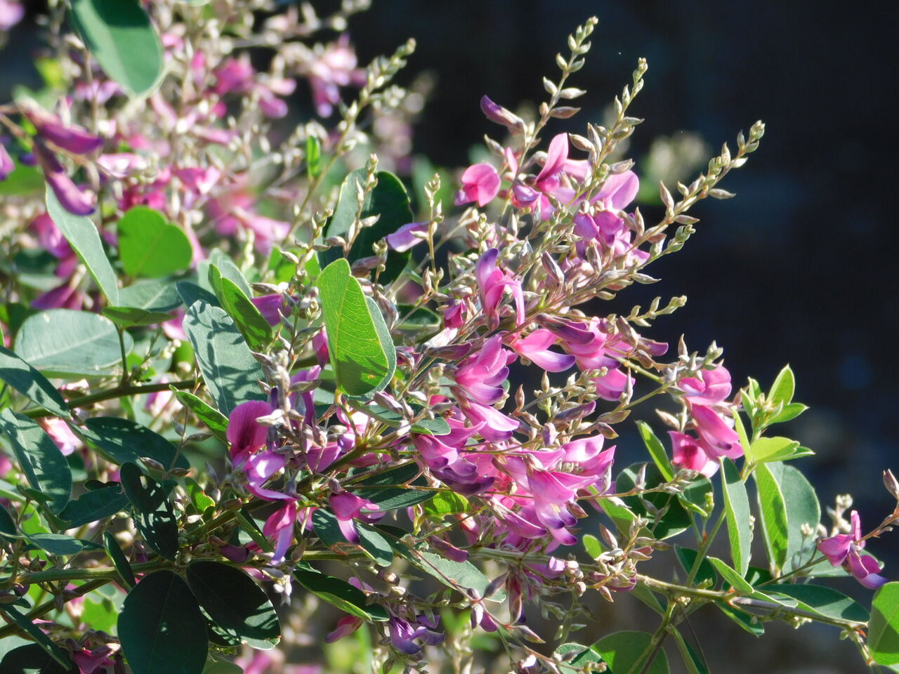 快晴が続くよ萩の花こぼれ 優嵐歳時記