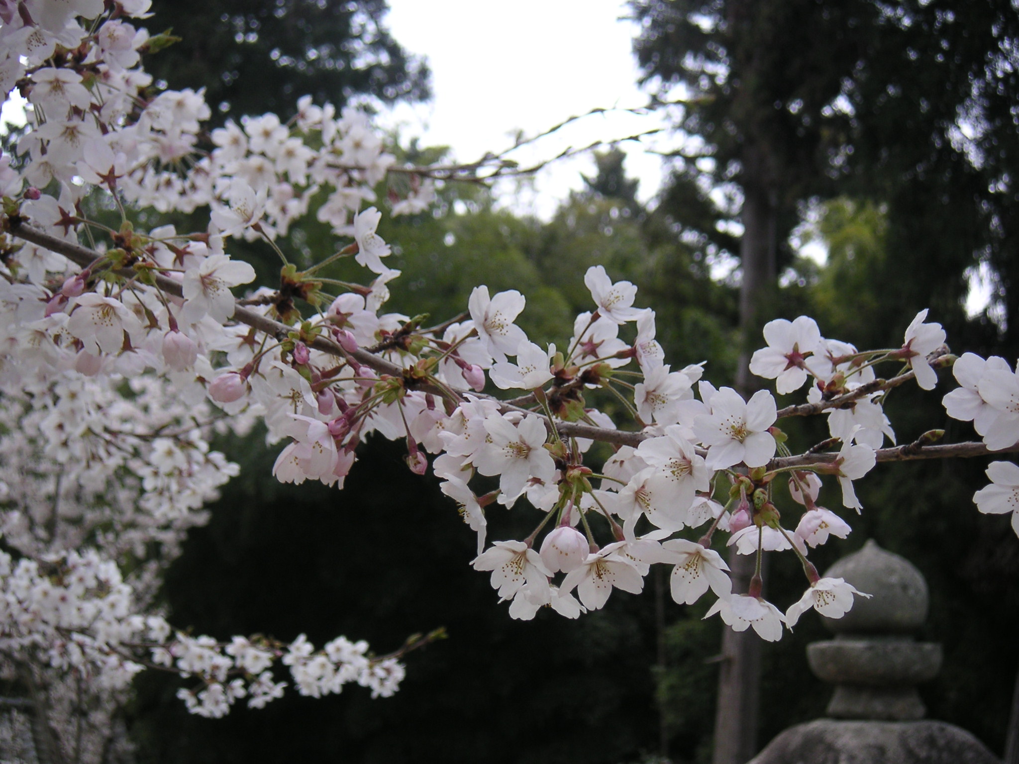 花筏 優嵐歳時記