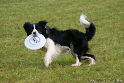 fdog0901_eip