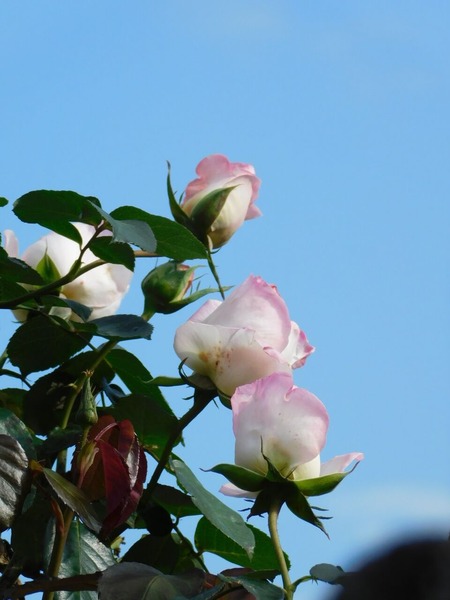DSCN6181