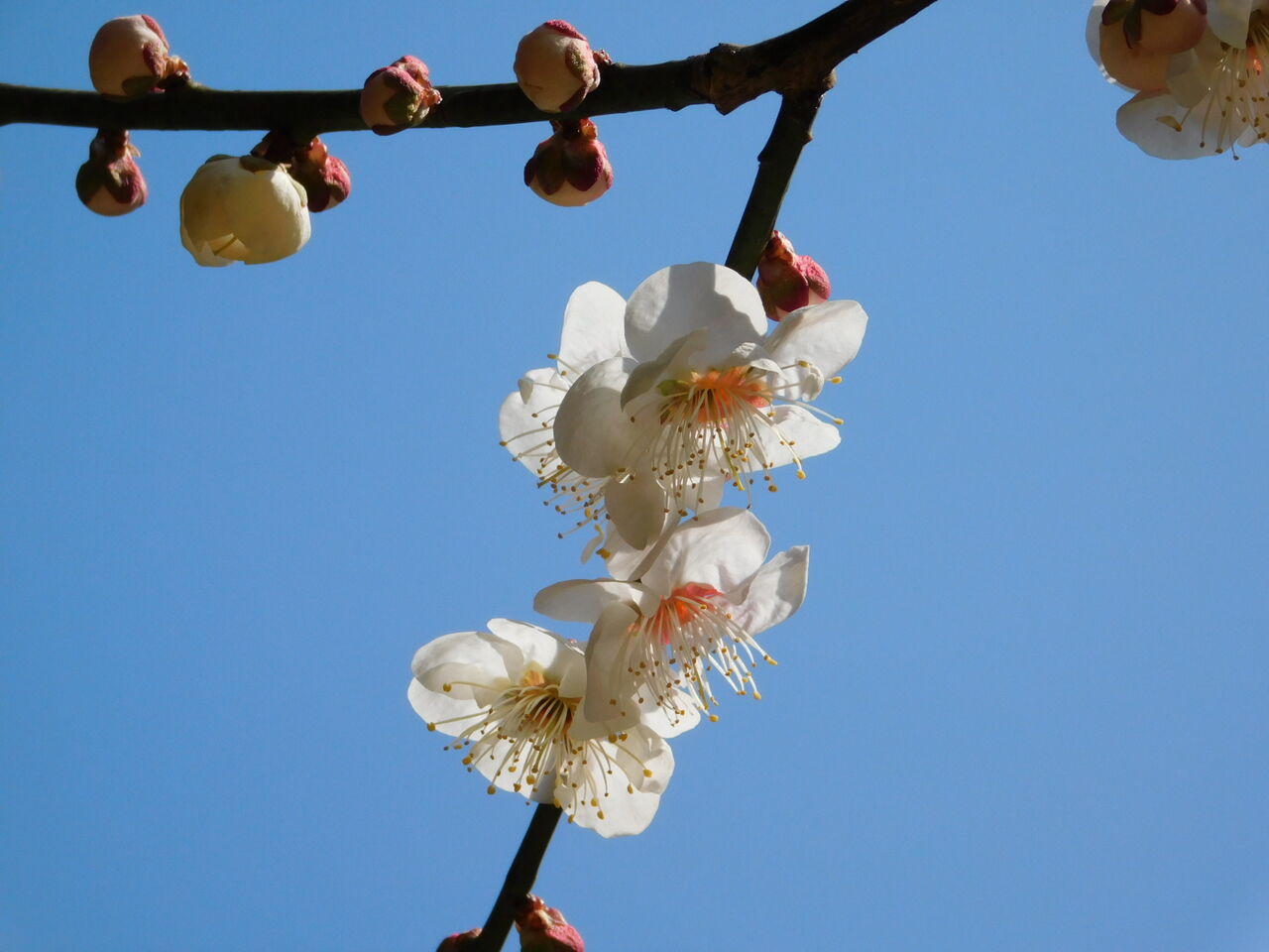春一番吹いて午後には雨あがり 優嵐歳時記