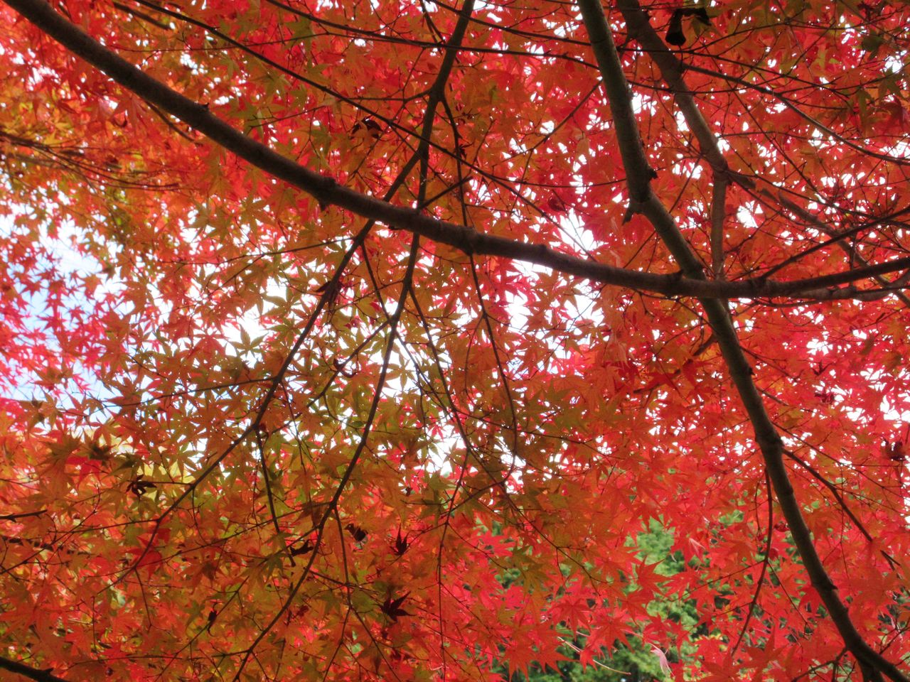 朝の雨あがり輝く冬紅葉 優嵐歳時記