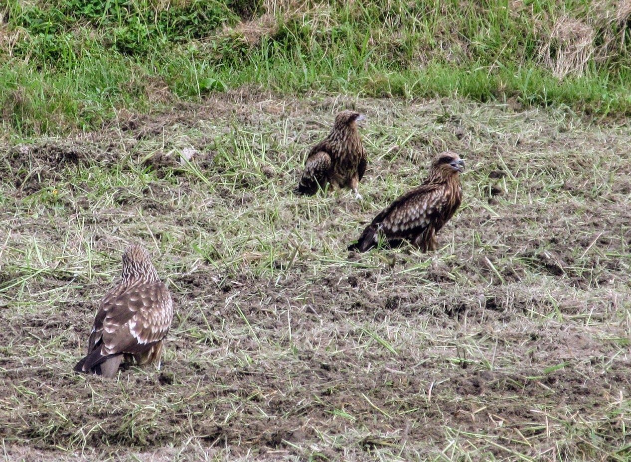 驚きぬ苅田の鳶の大きさに 優嵐歳時記