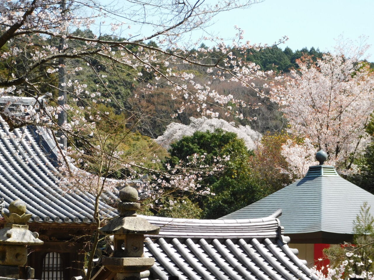 境内は甍の波と花の波 優嵐歳時記 境内は甍の波と花の波 優嵐歳時記