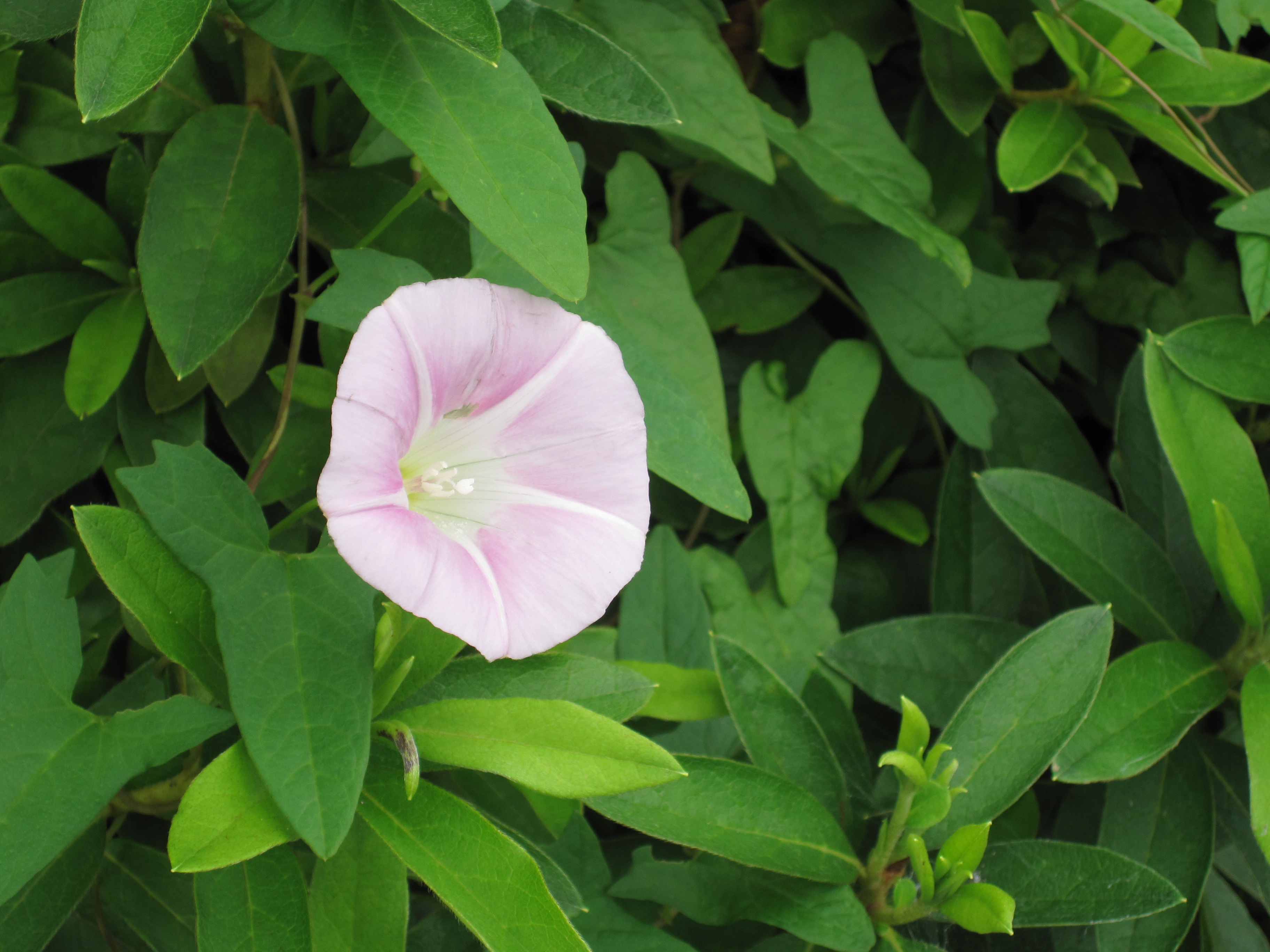 初蝉 優嵐歳時記