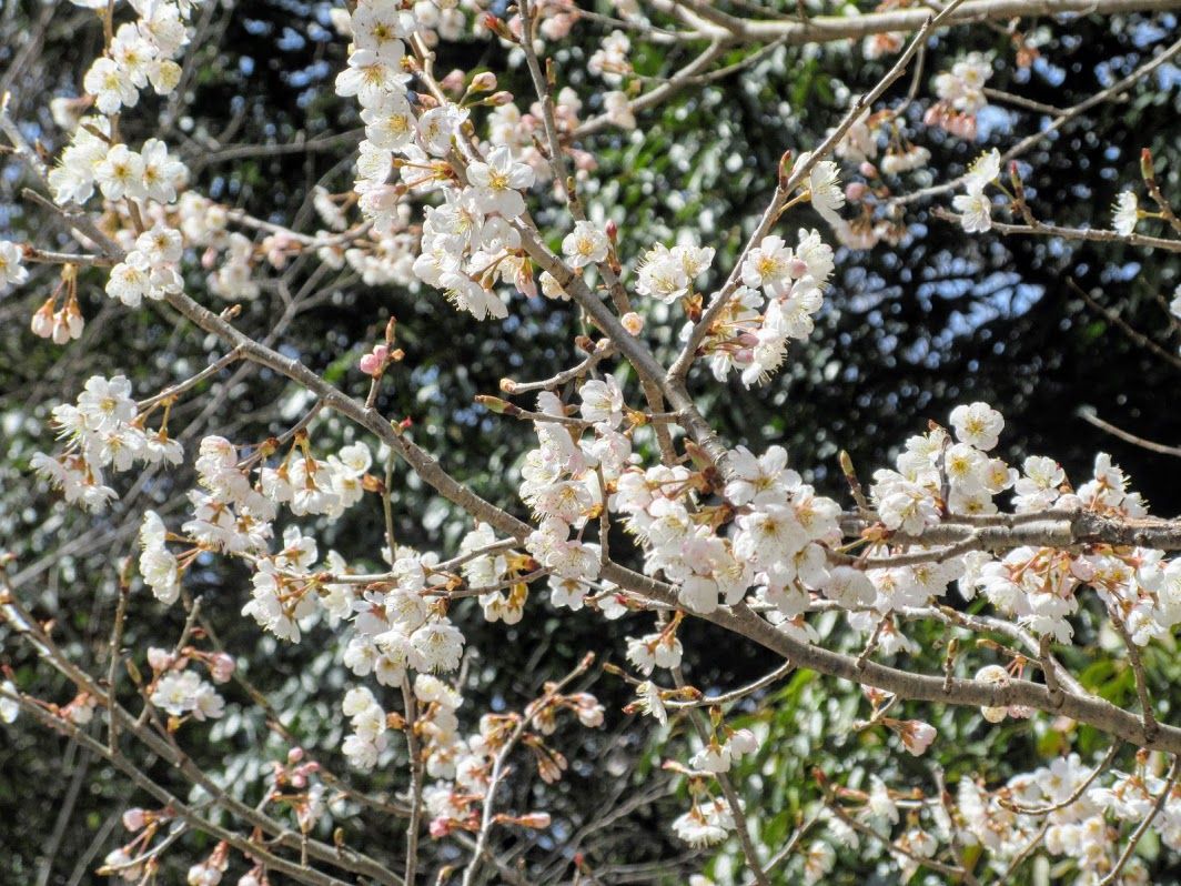 さくらんぼのなる木だよと初花に 優嵐歳時記