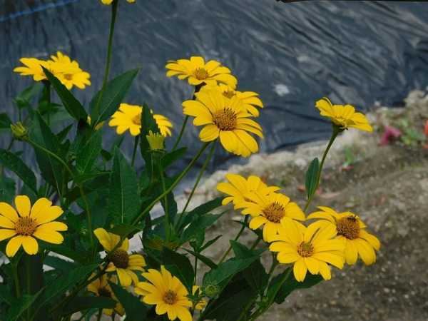 DSCN2045