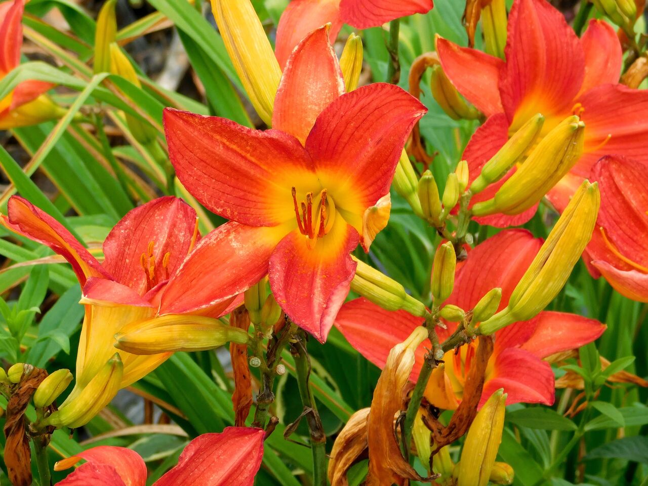 年06月19日 優嵐歳時記