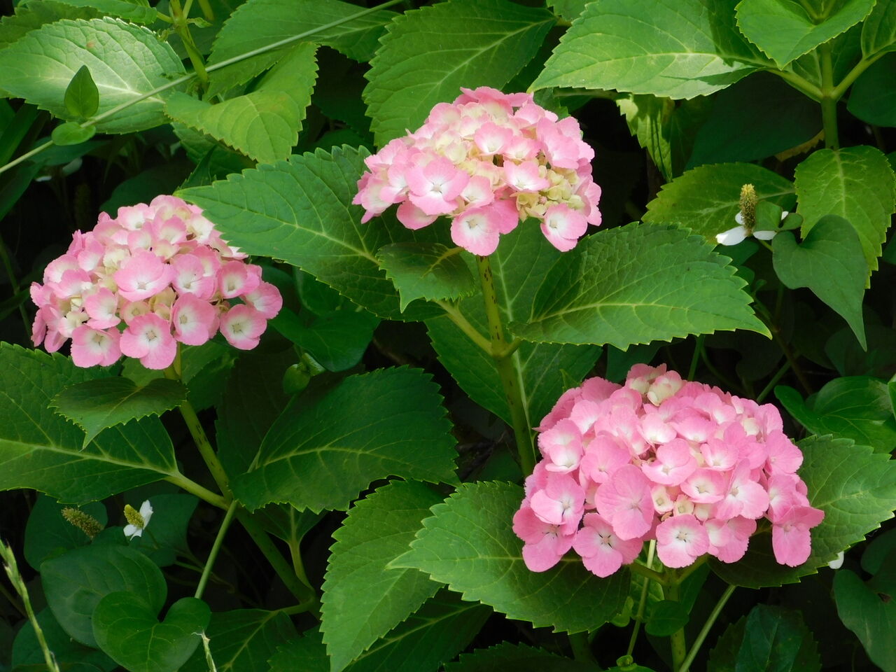 色づいて小さき紫陽花雨を待つ 優嵐歳時記