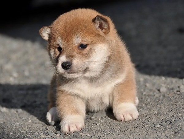 DSC_0787-shibainu_e