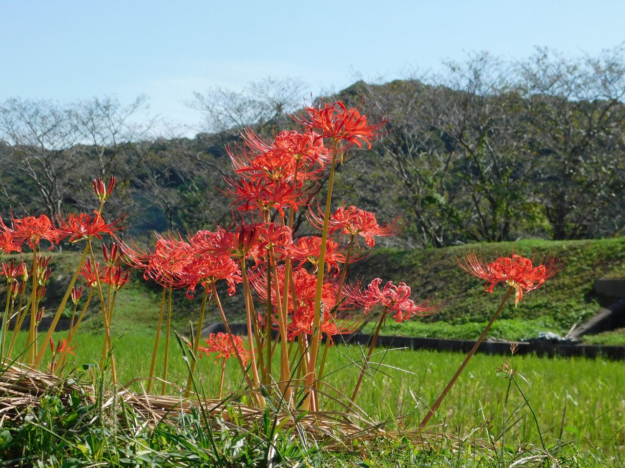 遅れても一斉に咲き彼岸花 優嵐歳時記