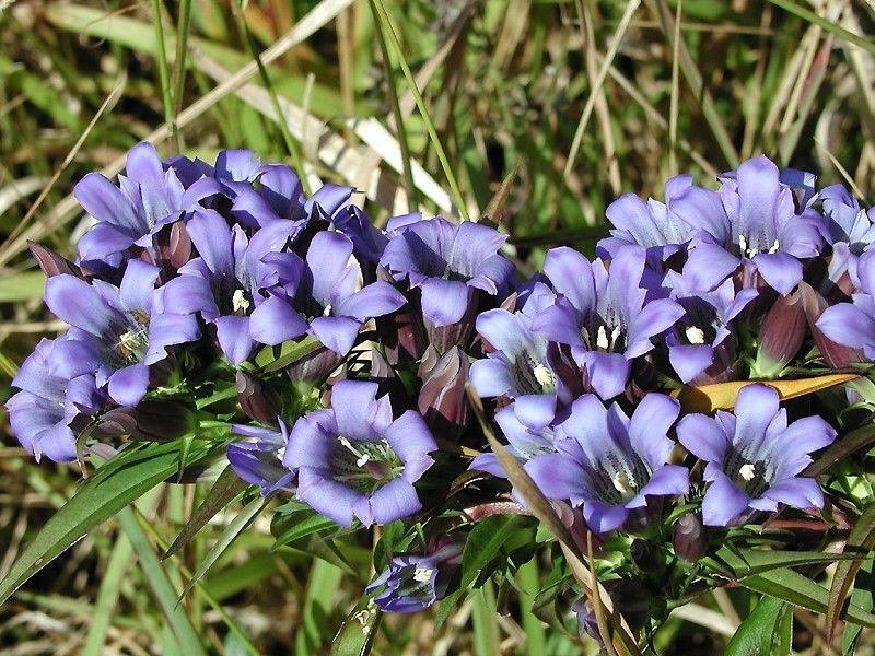 舟木一夫 あゝりんどうの花咲けど 御三家雅俗論または様式の死 遊星王子の青春歌謡つれづれ 舟木一夫 あゝりんどうの花咲けど 御三家雅俗論または様式の死 遊星王子の青春歌謡つれづれ