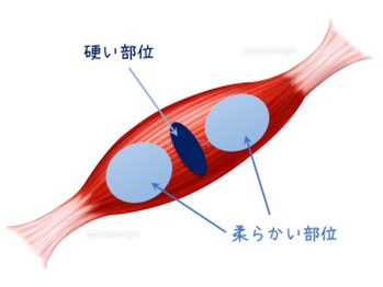 筋肉を柔らかくする 養生堂経絡整体治療院柏センター 筋肉を柔らかくする 養生堂経絡整体治療院柏センター