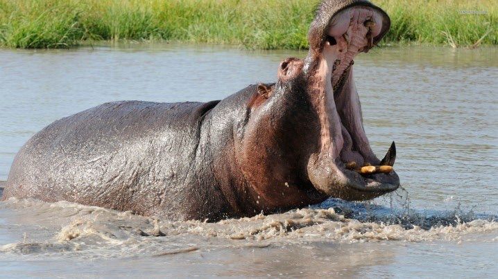 カバ最強説 人間にとって危険な生物 Top10 養生堂経絡整体治療院柏センター