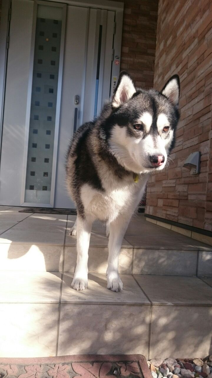 ユウの実習犬は優秀だって うーすけは今日も元気 ユウの実習犬は優秀だって うーすけは今日も元気