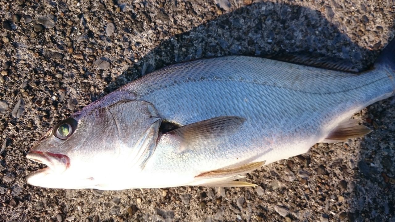 今年の川崎ショアマゴチは不調なのか Suburban Nature