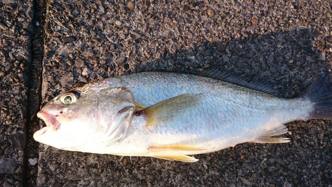 今年の川崎ショアマゴチは不調なのか Suburban Nature