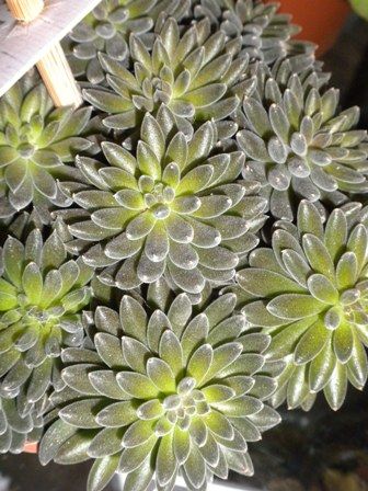 奇跡の星の植物館