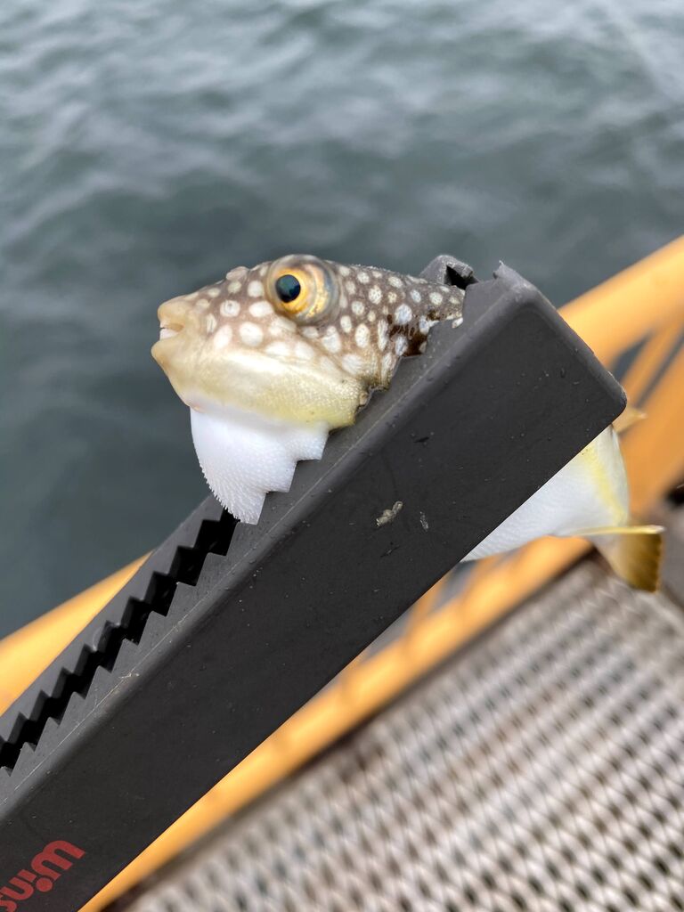 Noボウズチャレンジ 秋雨の磯子海づり施設 釣りのち肴