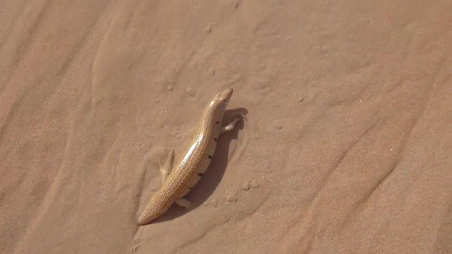 泳ぐように砂へと潜る砂漠のトカゲ、サンドフィッシュスキンクが可愛い