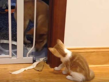 子ネコが部屋を覗き込む。子犬が「ペットゲート」の隙間から顔を出す → 可愛い「たたかい」が始まりました…