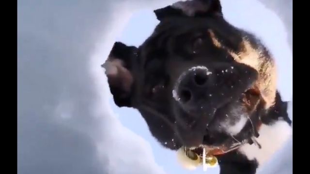 これはひどい。雪に埋もれたスキーヤーが、助けに来た犬を見上げた光景