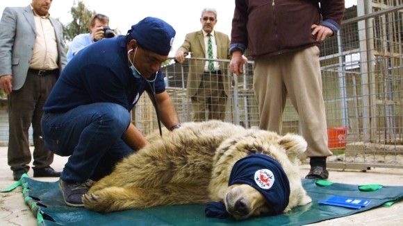 戦場に取り残された動物園の動物たちを救うため、危険地域を飛び回る日々を送るヨルダンの獣医師たちの物語