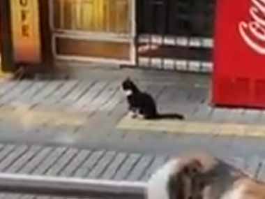 【ネコ】 店を出ると１匹の猫がいた。ぐで～ん♪ → 猫はフリーダムです…